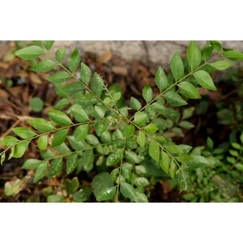 Organic Dry Curry Leaves